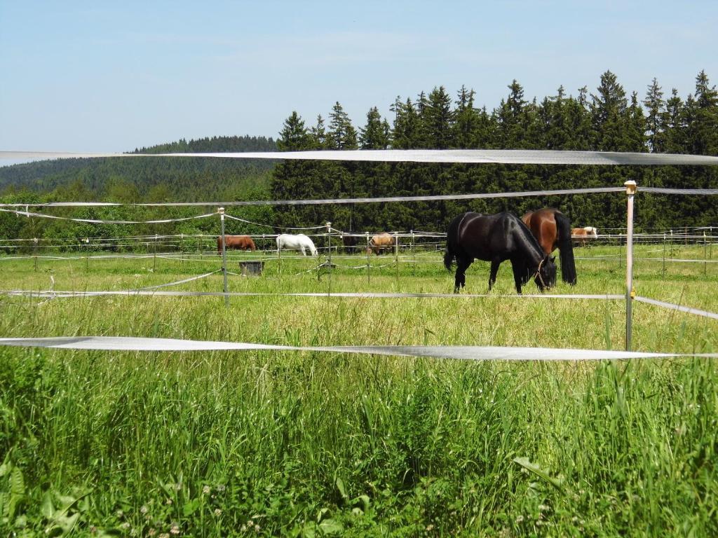 Reit- Und Sporthotel Eibenstock Buitenkant foto